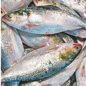 ইলিশ মাছ (চাঁদপুর)